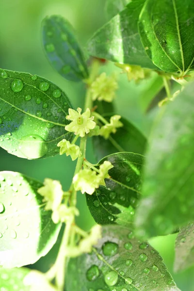 Jojoba Blommande Träd Grön Frisk Olja Växt Blommor — Stockfoto