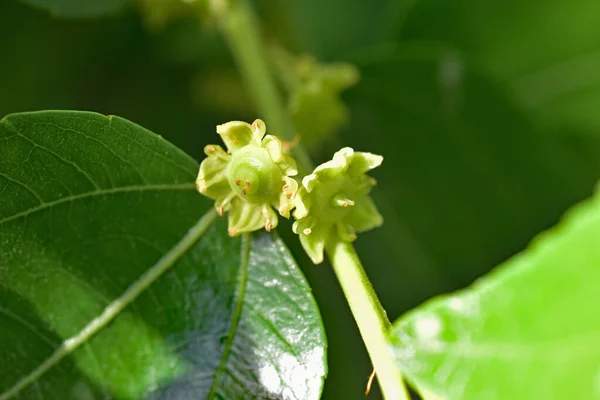 Jojoba Blühender Baum Grün Gesunde Ölpflanze Blumen — Stockfoto
