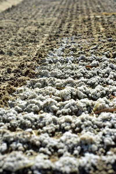 Saltjordskorpa Orsakad Lakning Fältet — Stockfoto