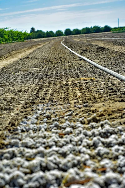 Saltjordskorpa Orsakad Lakning Fältet — Stockfoto