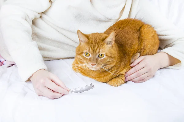 Beautiful domestic orange cat portrait looking ginger cat people care