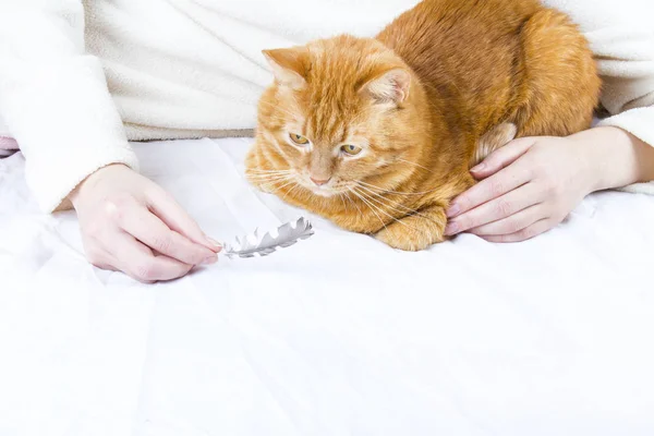 Beautiful domestic orange cat portrait looking ginger cat people care