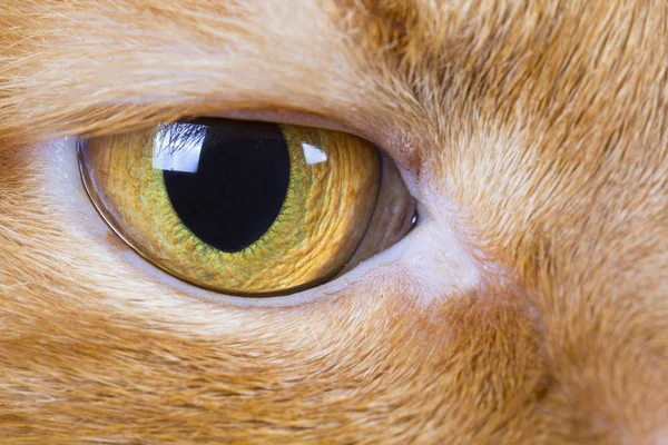 Animal's eye Red-headed cat background