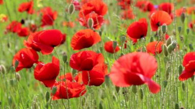 Kırmızı çiçek haşhaş alan