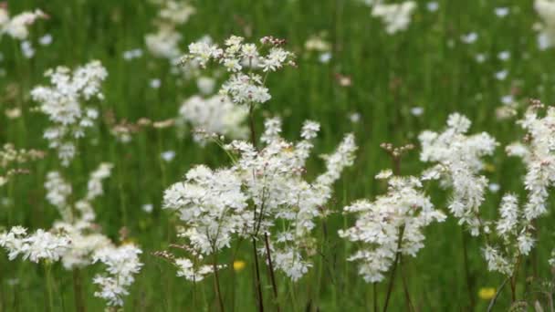 Field of green grass and wild flowers — Stock Video