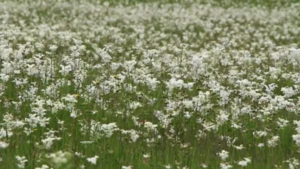 Campo di erba verde e fiori selvatici — Video Stock