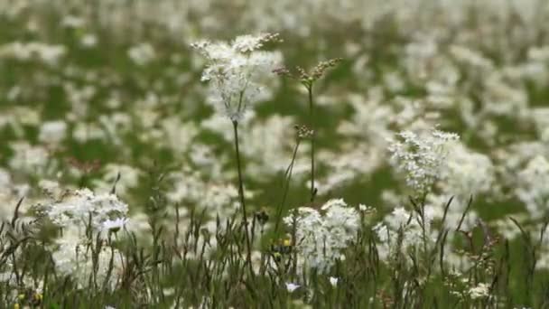 Champ d'herbe verte et de fleurs sauvages — Video