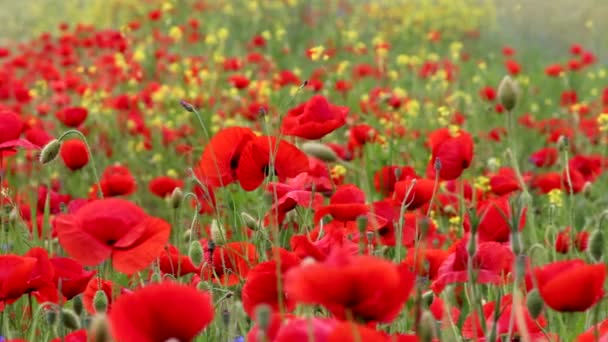 Feld blühender roter Mohnblumen — Stockvideo