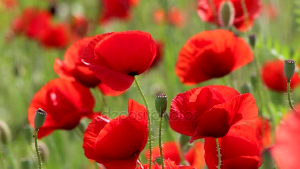 Feld blühender roter Mohnblumen — Stockvideo