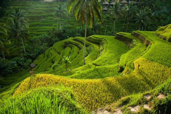 Rýžové terasy Bali krajiny — Stock fotografie