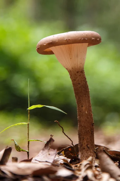 Cogumelo selvagem na floresta — Fotografia de Stock