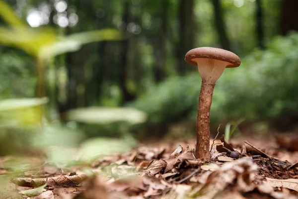 在森林中的野生蘑菇 — 图库照片