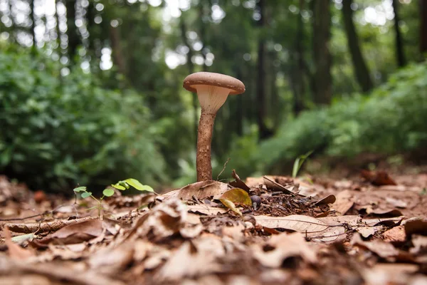 Cogumelo selvagem na floresta — Fotografia de Stock