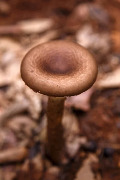 Cogumelo selvagem na floresta — Fotografia de Stock