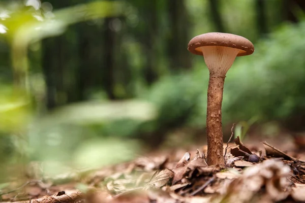 在森林中的野生蘑菇 — 图库照片