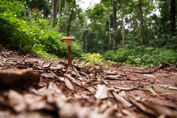 숲에 야생 버섯 스톡 사진