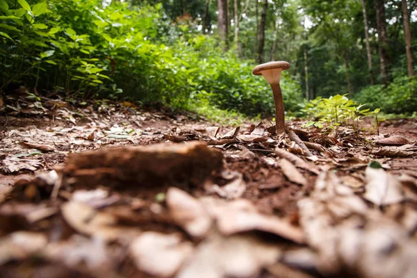 숲에 야생 버섯 로열티 프리 스톡 사진