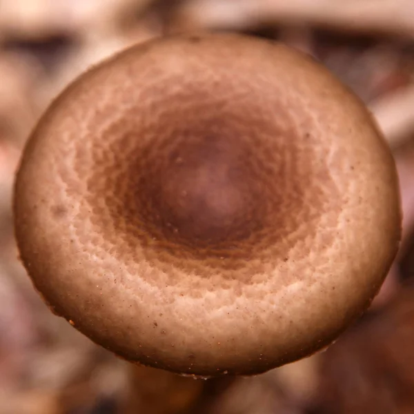 숲에 야생 버섯 로열티 프리 스톡 이미지