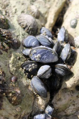 Kayaların arasında vahşi istiridye