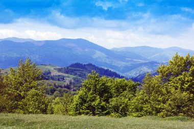 peyzaj yemyeşil ağaçlar ve köknar-tr ile Karpatlar dağların
