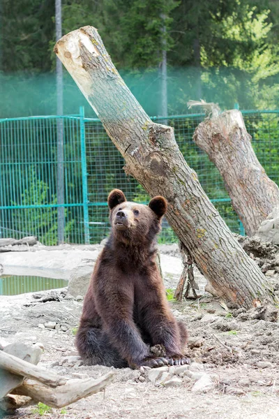 Brown bear sits in a cage — Stock Photo, Image