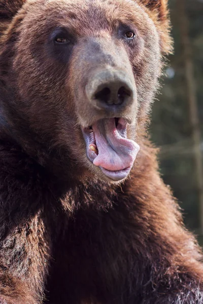 The head of a brown bear with the opened mouth — Stock Photo, Image