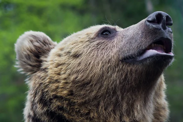 The muzzle of a brown bear — Stock Photo, Image