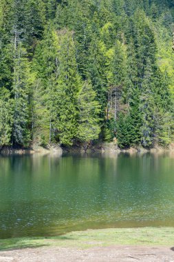 dağ gölü Synevir iğne yapraklı ağaçlar ile 