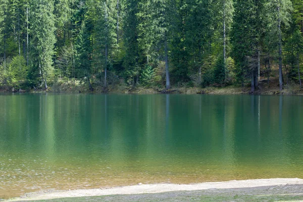 Montaña lago Synevir con árboles de coníferas — Foto de Stock