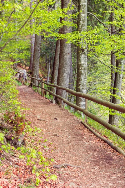 Waldweg von Holzzaun umgeben — Stockfoto