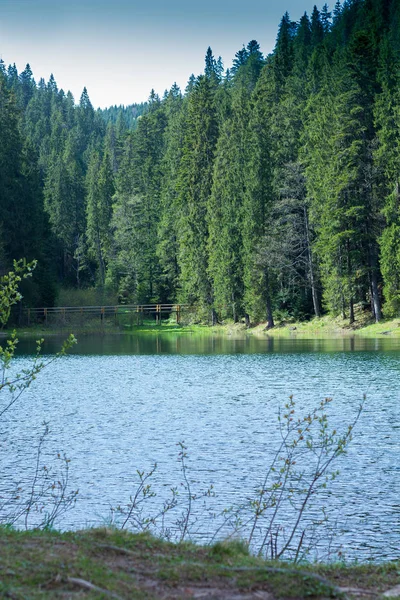 Lago de montaña Synevir con árboles de coníferas y cielo — Foto de Stock