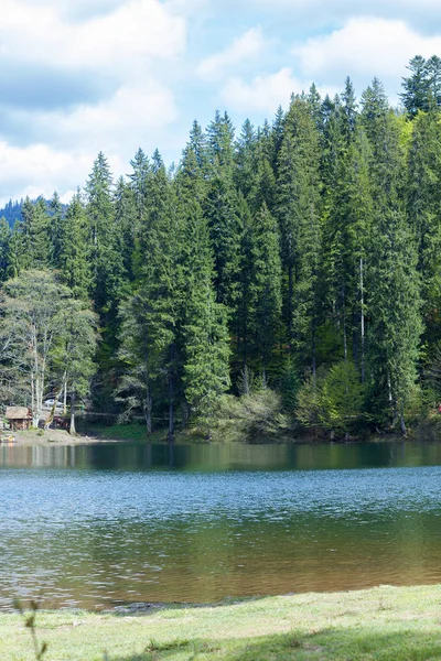 Lago de montanha Synevir com árvores coníferas e céu nublado — Fotografia de Stock