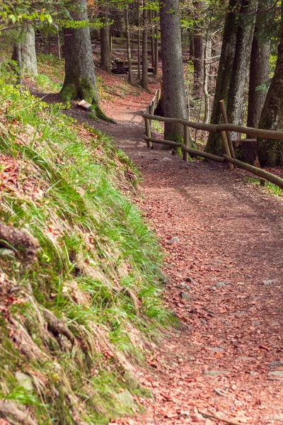 Waldweg von Holzzaun umgeben — Stockfoto