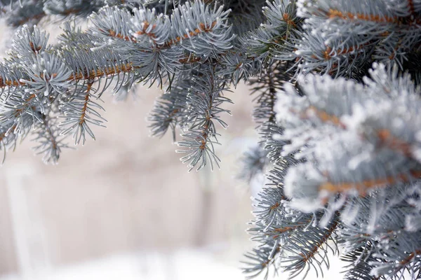 Una ramita de abeto azul cubierta de nieve —  Fotos de Stock
