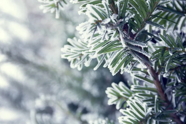 Um ramo de abeto coberto de neve — Fotografia de Stock