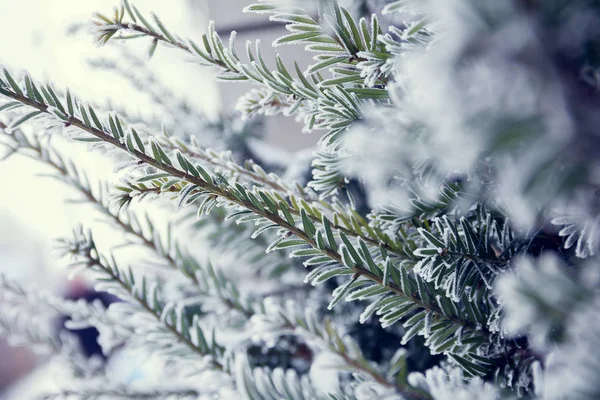 Um ramo de abeto coberto de neve — Fotografia de Stock