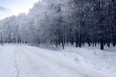 hoarfrost tarafından kaplı patika ile kış orman