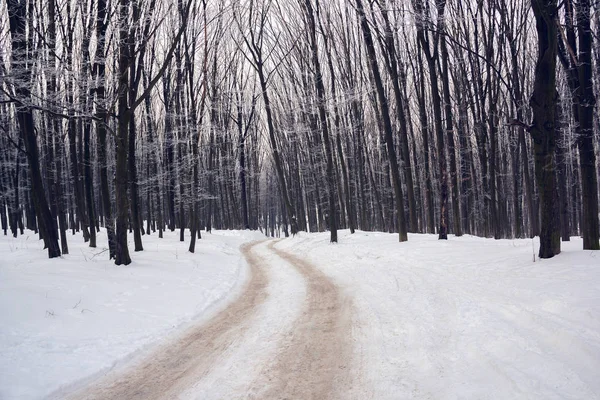 Floresta de inverno com o caminho coberto pelo hoarfrost — Fotografia de Stock