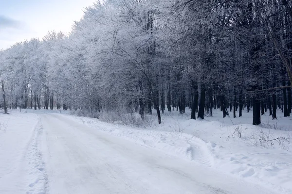 Floresta de inverno com o caminho coberto pelo hoarfrost — Fotografia de Stock