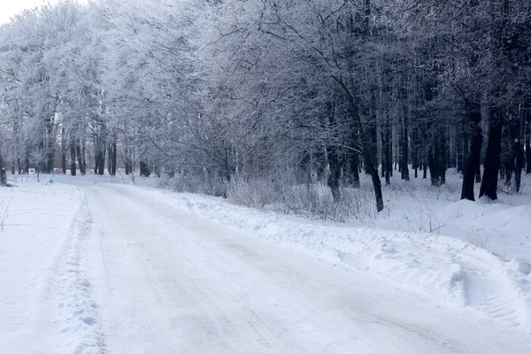 Floresta de inverno com o caminho coberto pelo hoarfrost — Fotografia de Stock