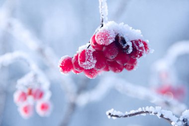 hoarfrost tarafından kaplı dal üzerinde kırmızı kartopu