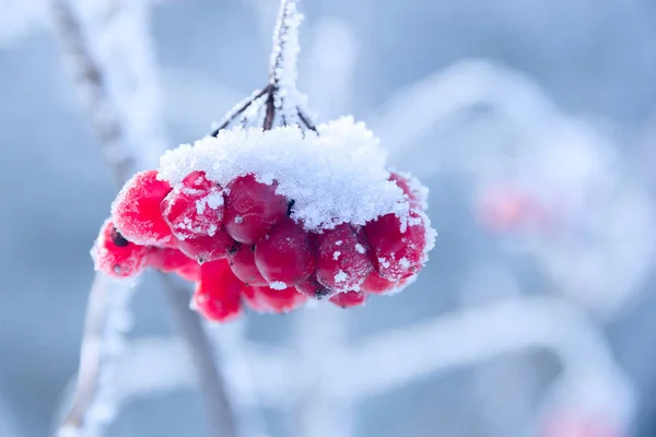 Viburnum vermelho no ramo coberto pela geada — Fotografia de Stock