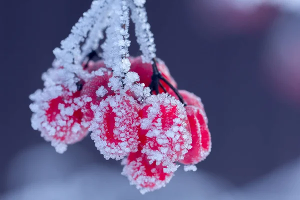 Piros viburnum az ágon, Dér hatálya — Stock Fotó