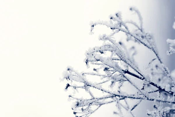 Plante blanche glacée — Photo