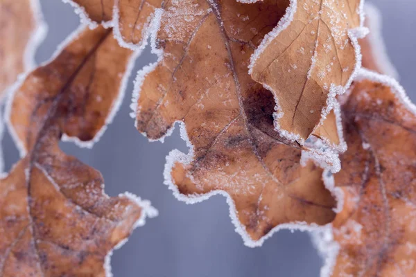 Torra bruna oaken lämnar täckt med rimfrost — Stockfoto