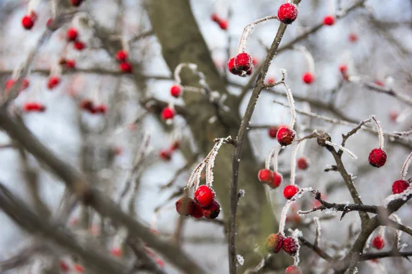 Maçãs vermelhas selvagens no ramo no inverno — Fotografia de Stock
