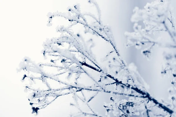 Fehér jeges növény — Stock Fotó