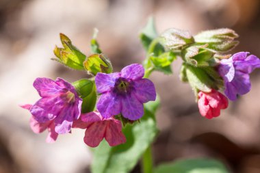 mor ve pembe campanulas yakın çekim