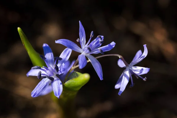 Scilla con tres flores azules en el suelo — Foto de Stock