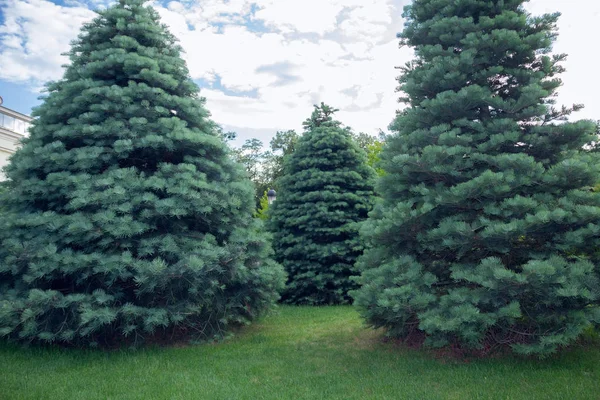 Trois Abies concolor sur une herbe verte — Photo